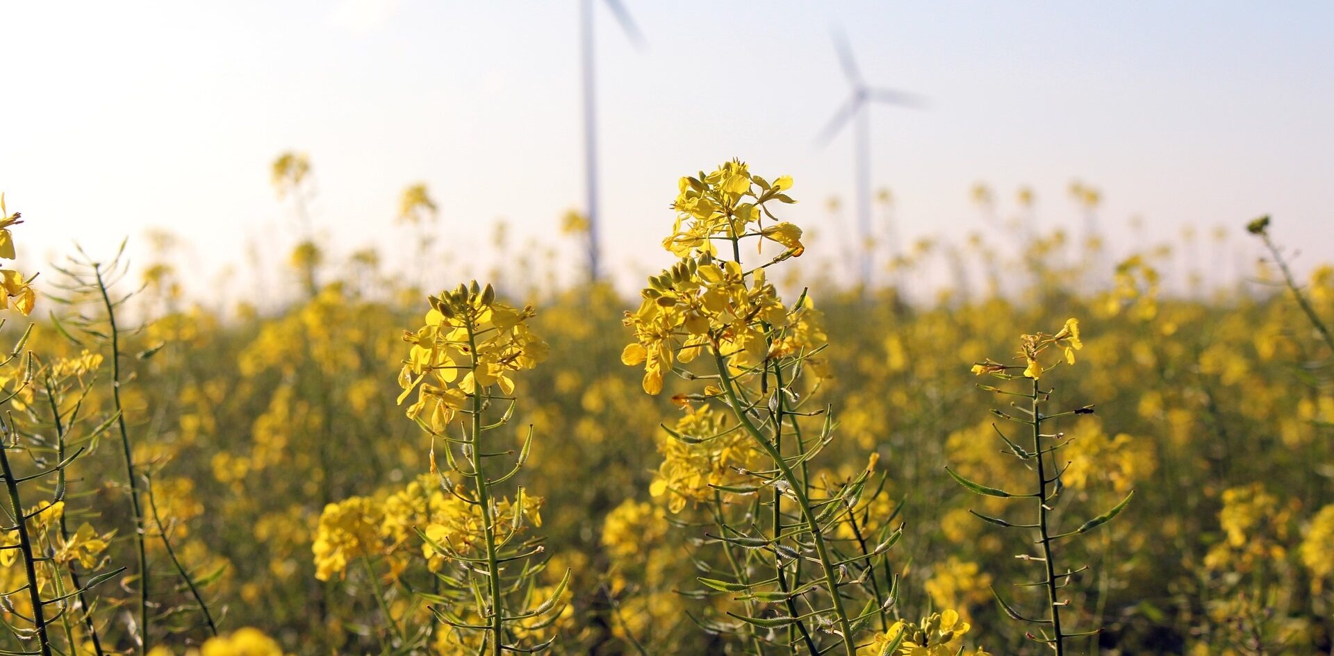 field-of-rapeseeds-g53a84f99e_1920